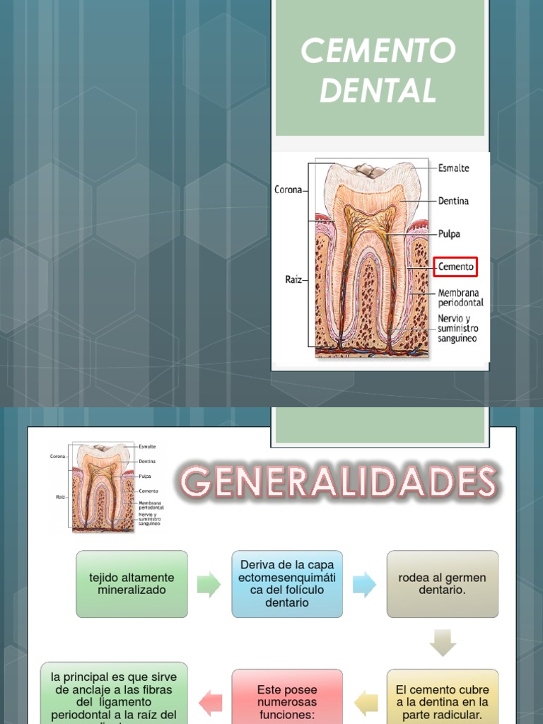 Cemento Dental PDF Diente humano Colágeno