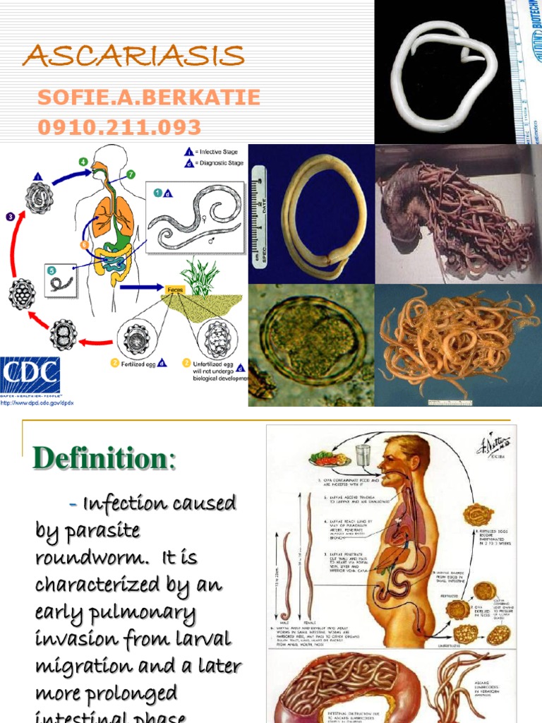 Ascari As Is | PDF | Digestive System | Clinical Medicine