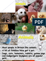 Animal Presentation