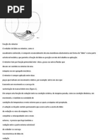 Função do retentor