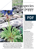 A New Species of Blue Poppy