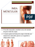 Anatomia Músculos