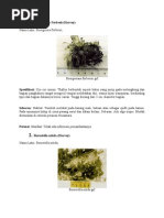 Download spesies alga hijau by nurfitri rahim SN111869552 doc pdf