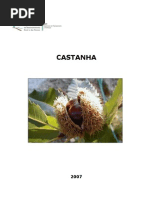 Castanha Etatisticas Nacionais 2007