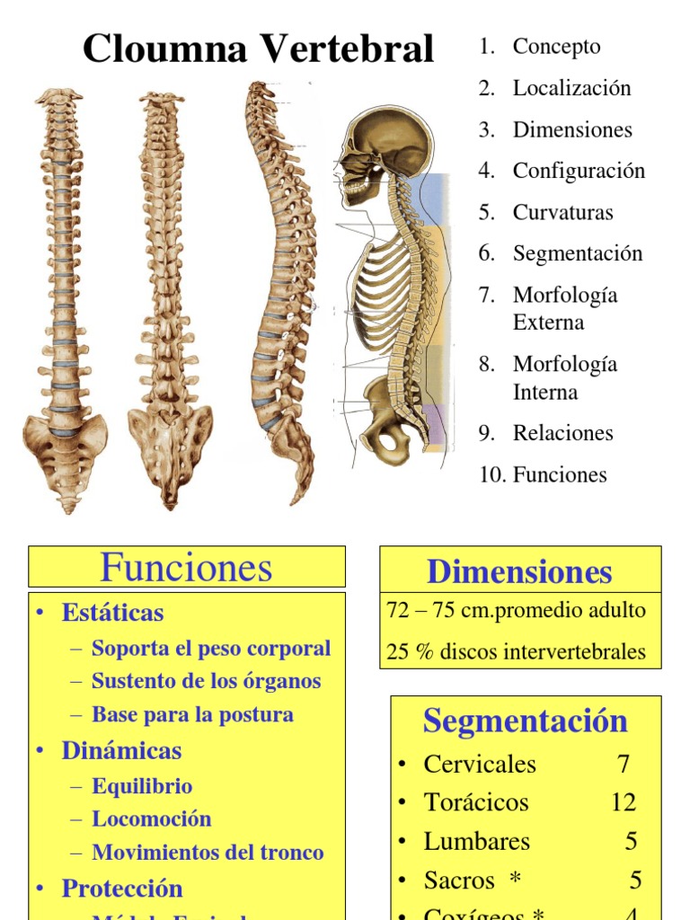 Anatomía y Funciones de la Columna Vertebral | PDF | La columna ...
