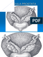 Anatomi 3,4 - Prostat