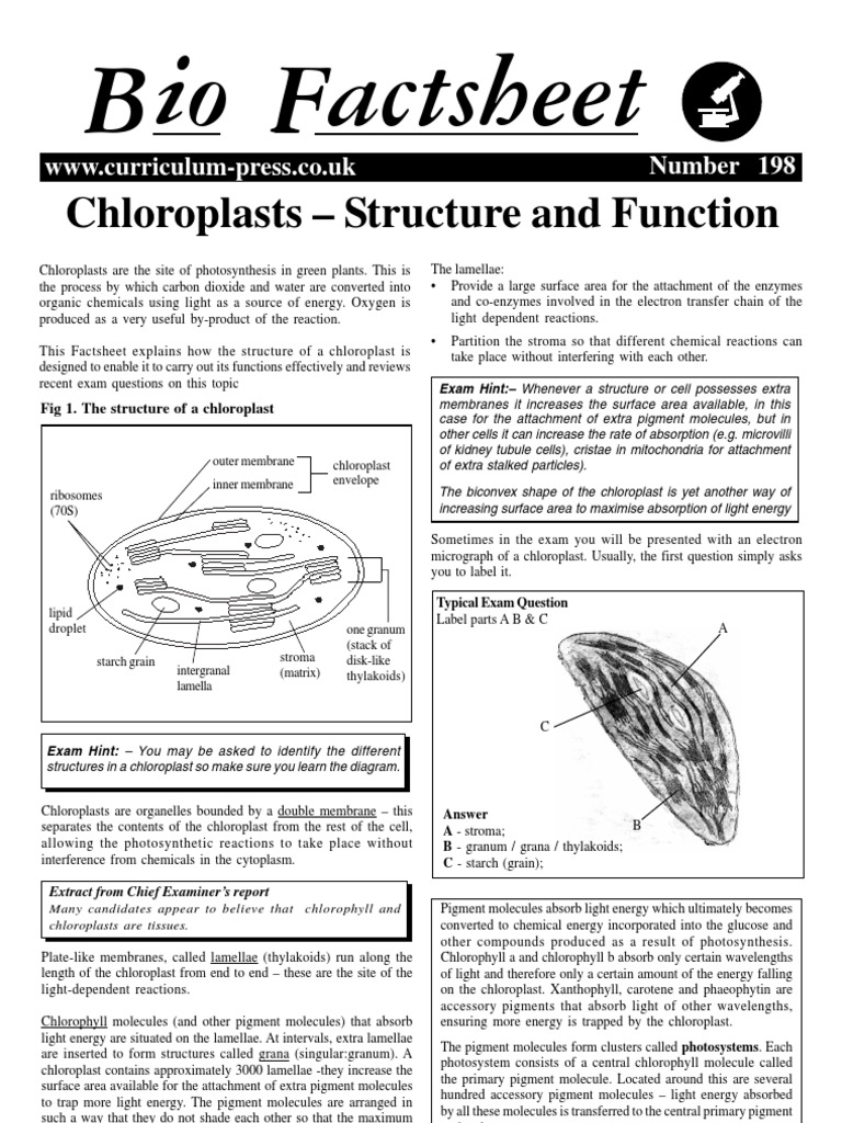 Chloroplasts Structure and Function Factsheet