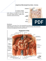 Anatomi Usus Halus Dan Usus Besar