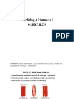 Morfologia Humana I_Aula Muscularr