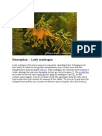 Description - Leafy Seadragon: (2) (2) Pectoral Fins Dorsal Fin