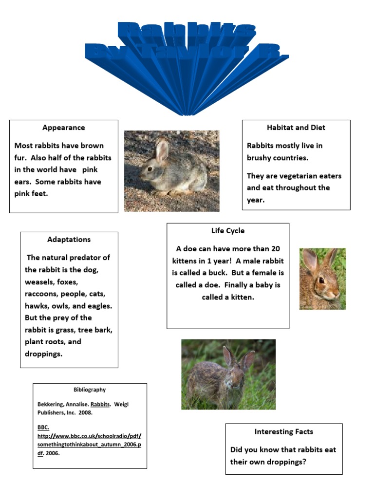 Rabbit | PDF