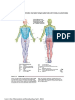 Dermatome, Myotome, Sclerotome