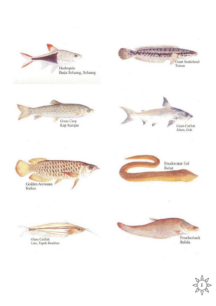 Ikan Air Tawar Di Malaysia | PDF
