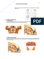 Anatomia - Sistema Endocrino