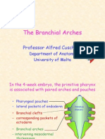 The Branchial Arches: Professor Alfred Cuschieri
