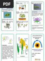 Download TRIPTICO LA REPRODUCCIN DE LAS PLANTAS by El_Burro_Ilustrado SN112862793 doc pdf