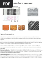 QBQ215 Metab Muscular