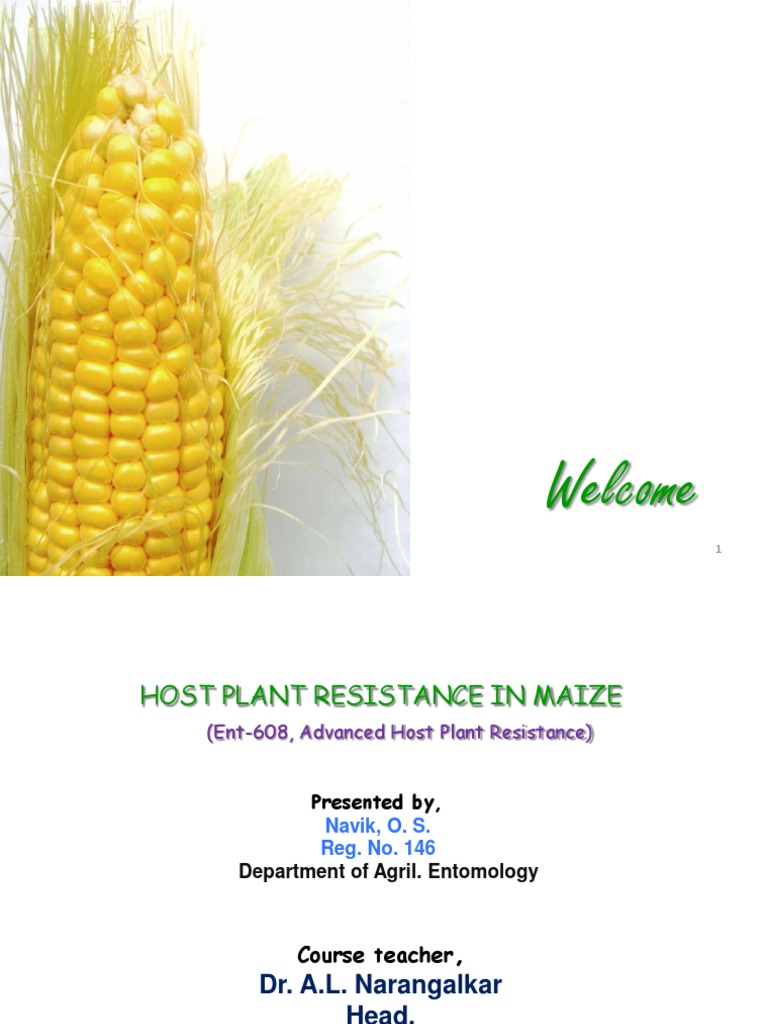 Host Plant Resistance in Maize | Download Free PDF | Protease | Maize