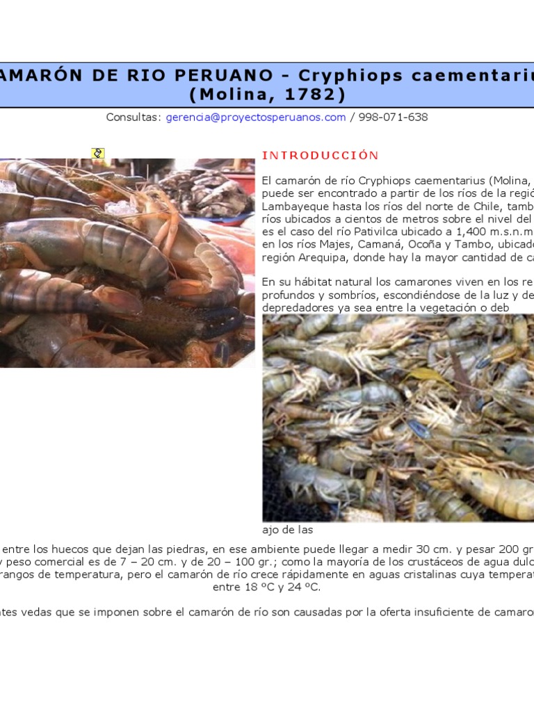 Camarón de Rio Peruano | Descargar gratis PDF | Huevo | Alimentos