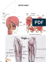 Lower Limb