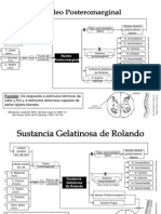 Núcleos Motores Medula Espinal