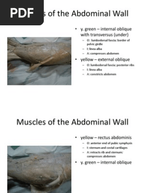 Bio 25 Lab - Cat Muscles | PDF | Foot | Vertebra