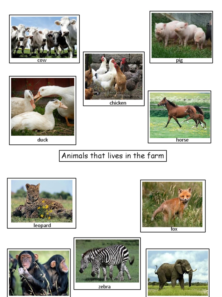 Animals | PDF