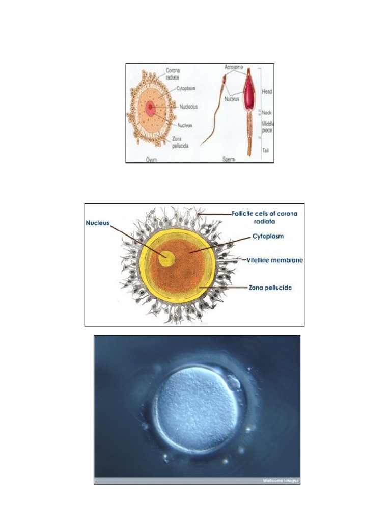 Jinsiy aloqa jinsiy olatni yopishib qolishi mumkin