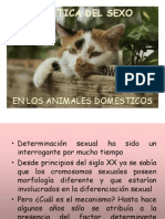 Genética Del Sexo en Los Animales Domésticos2