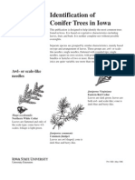Identifying Conifer Trees in Iowa