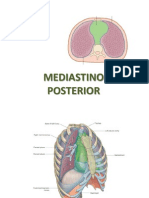 Mediastino Posterior