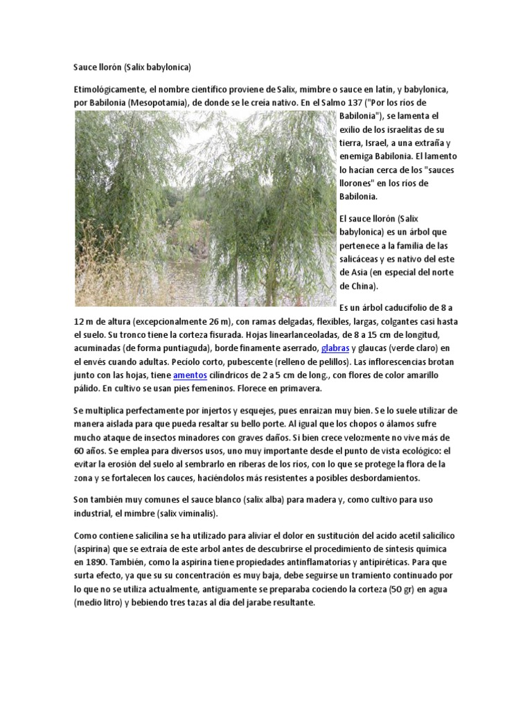 Sauce Llorón PDF Forma de vida vegetal Plantas