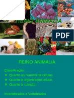 Reino Animalia classificação e filos