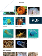 Invertebrates Phylum Porifera: Sponges: Phylum Cnidaria or Coelenterata