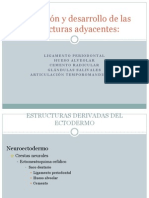 Formación y Desarrollo de Las Estructuras Adyacentes