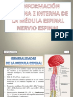 Medula y Nervio Espinal