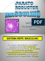 14. Sistema Reproductor Masculino