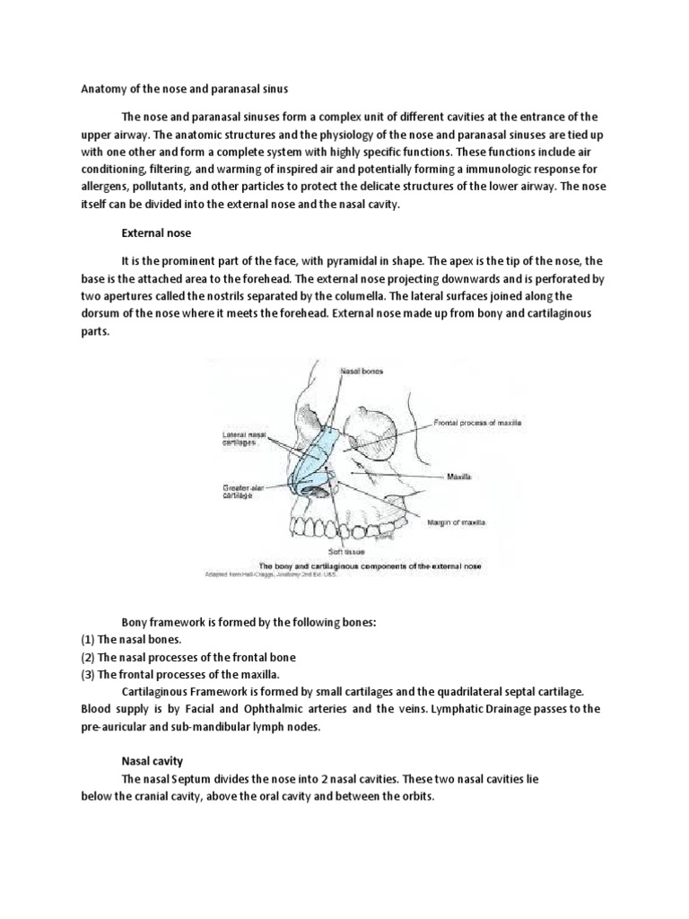 Anatomy of Nose and Paranasal Sinuses | PDF | Human Nose | Human Anatomy