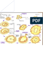 Ovarian and Endometrial Cycle (20&21-11)