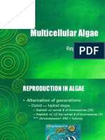 BIO1 - Multicellular Algae Part 2