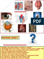 Human Body