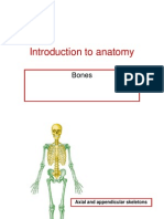 Introduction To Anatomy: Bones