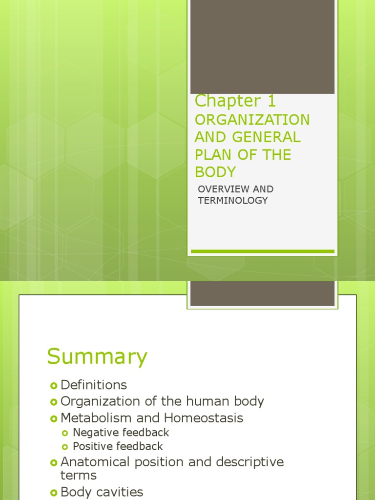 Chapter 1 Organization and General Plan of The | PDF | Human Body | Abdomen