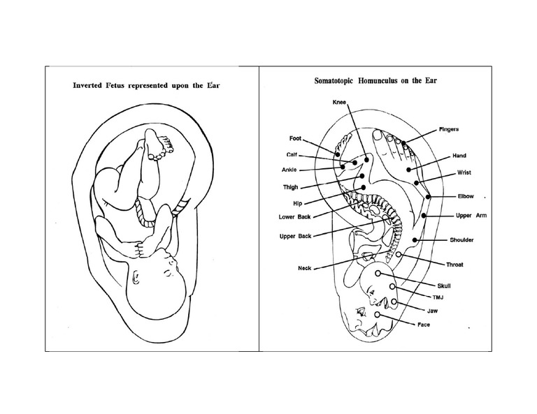 Inverted Fetus & Homunculus | PDF