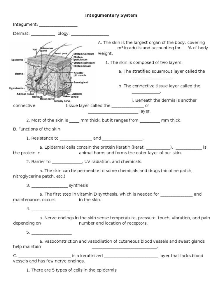 Overview of the Integumentary System | PDF | Skin | Integumentary System