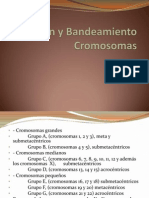 Bandeamiento Cromosomas