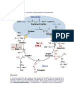 Ciclo de La Urea