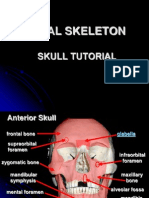 Axial Skeleton: Skull Tutorial