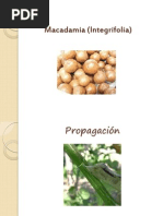 Download Macadamia Integrifolia by Gilmar Moran SN114683683 doc pdf