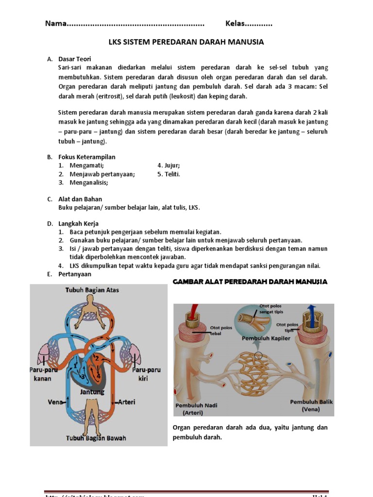 Sistem Peredaran Darah Manusia Human Blood Circulation System